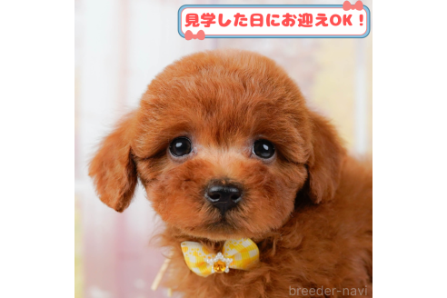 成約済の神奈川県のトイプードル-369981の1枚目